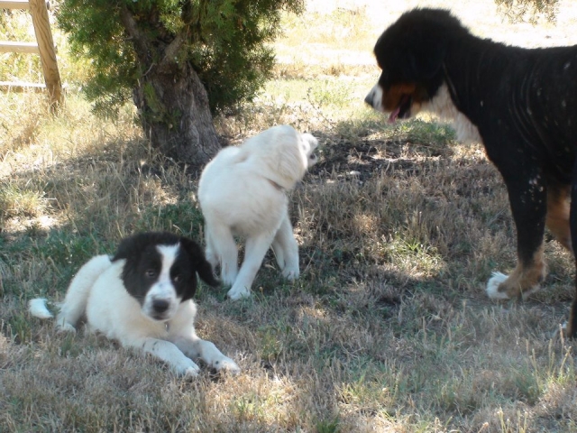 2 chiots femelles 2/3 mois type chien de berger patou, handseer.... 1207210911507972510127271