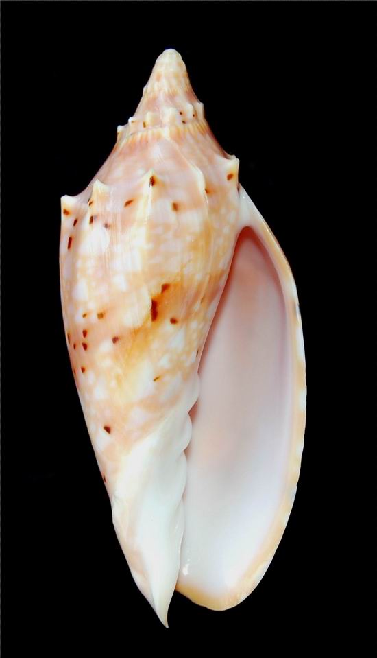 Cymbiola pulchra pulchra - (G. B. Sowerby I, 1825) 12072206412014587710132542