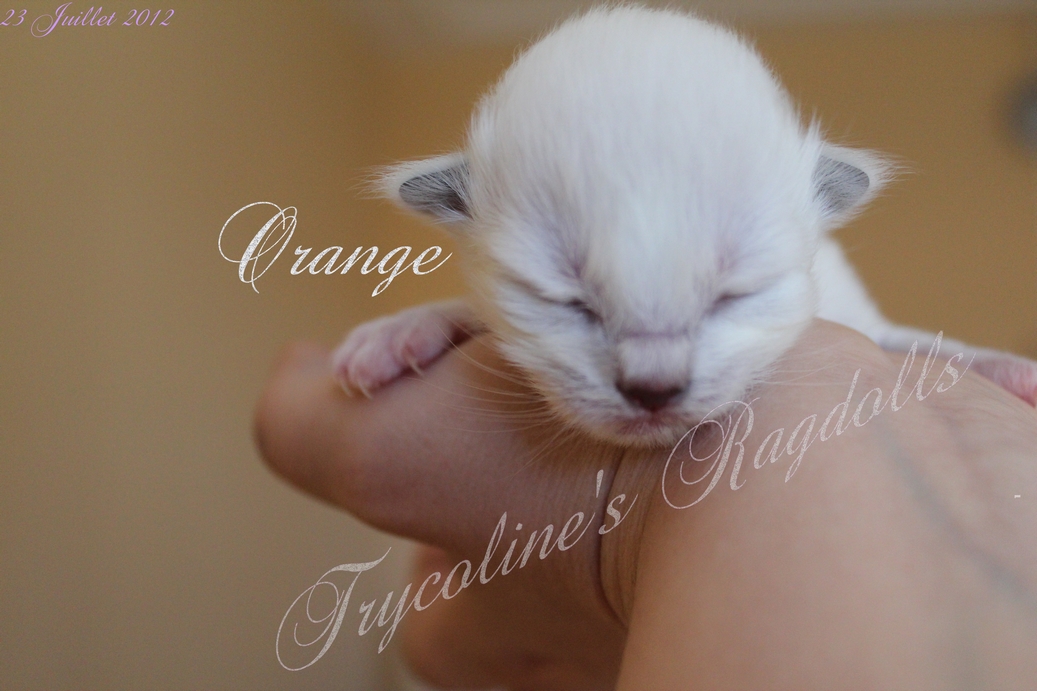 Orange (18)