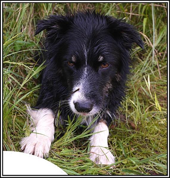 Dolly Border collie 12072903162814573410152726