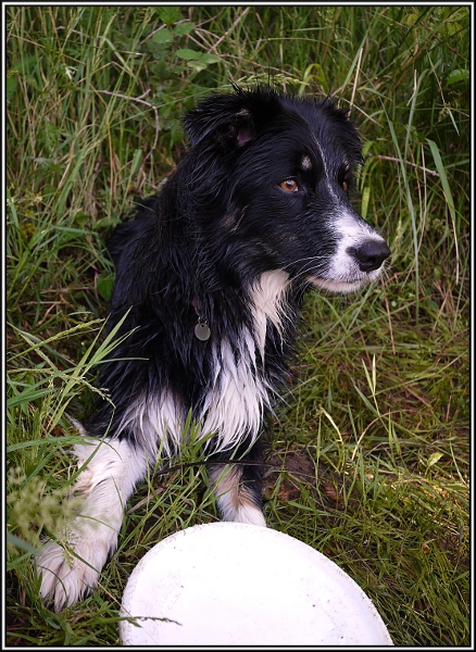 Dolly Border collie 12072903163014573410152727