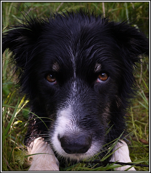 Dolly Border collie 12072903163214573410152728