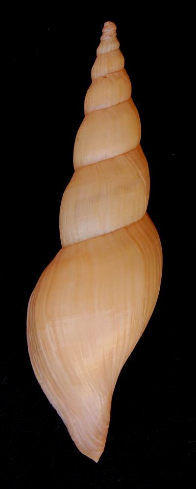 Volutidae Calliotectinae Fusivoluta barnardi - Rehder, 1969 12080304304214587710172917