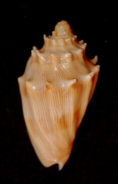 Volutidae Amoriinae Nannamoria parabola Garrard, 1960 12080502395714587710178767