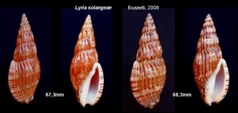 Lyria solangeae Bozzetti, 2008 12080503224014587710178870