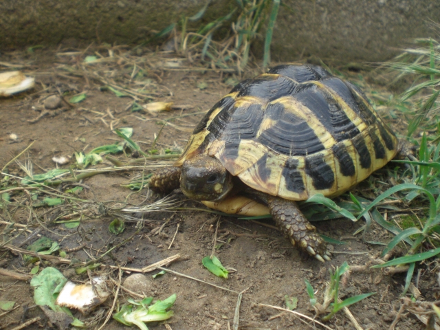Mes tortues Hermann et mon chat Cookie 12081002472015040710196321