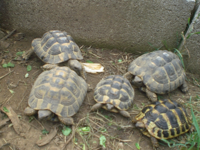 Mes tortues Hermann et mon chat Cookie 12081002473215040710196323