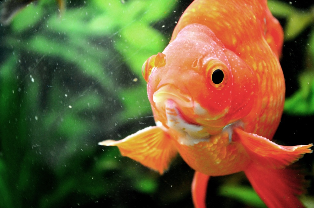 About gold fish - reproduction des poissons rouges 12081208320612740910203838
