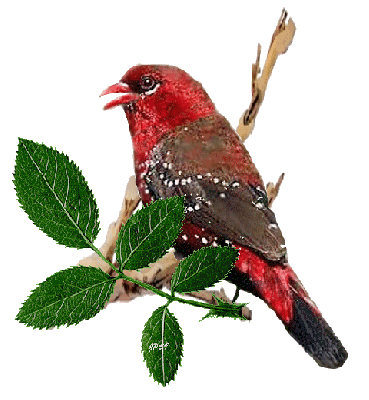 oiseau rouge redim