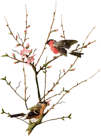 oiseaux  c l'printemps