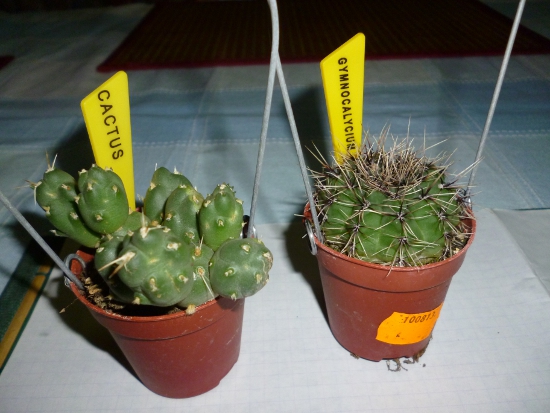 REDIMENSIONE gros plan cactus et gymocalicium