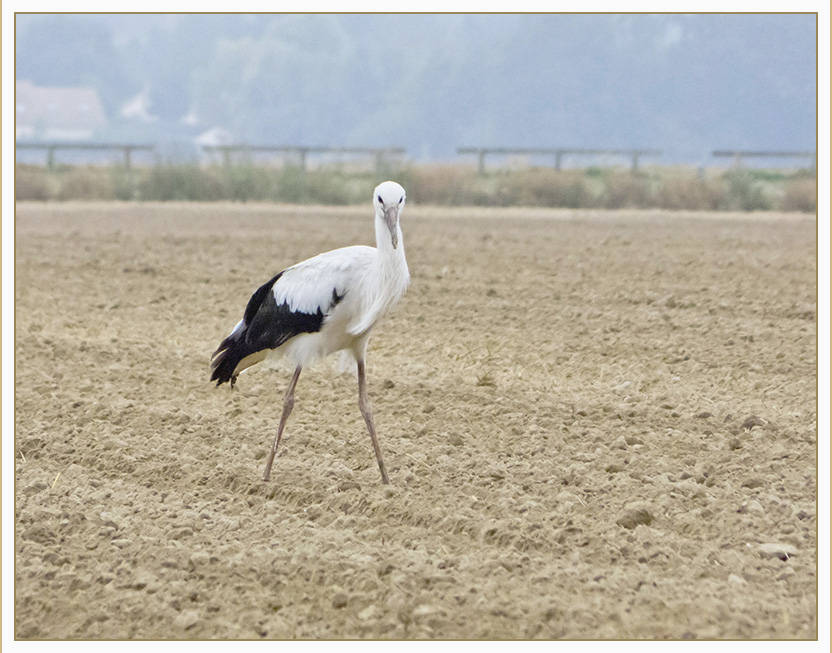 Une cigogne en Ile de France 12090204124012693310274372