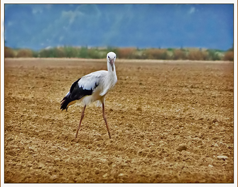 Une cigogne en Ile de France 12090209065615388810275960