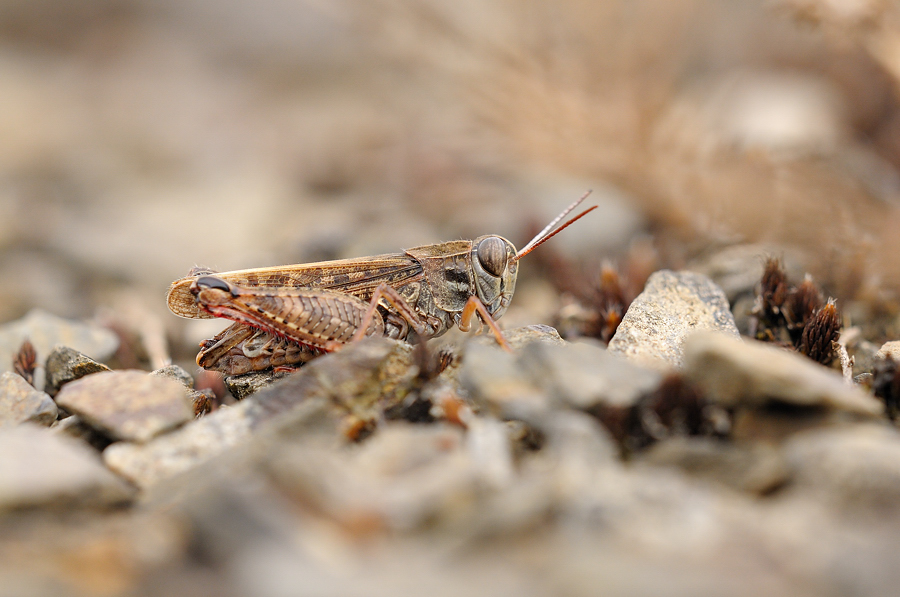 [Calliptalus italicus] L'Italien 1209020922353187610276025