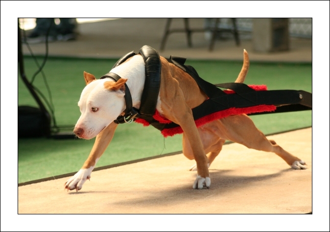 APBT_Weight_Pull_by_Pippinislove