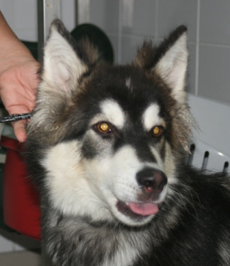   Horton-Hyro  urgence pour un jeune chien mâle type husky -59 ADOPTE 120911033936369710306744