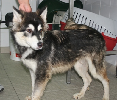   Horton-Hyro  urgence pour un jeune chien mâle type husky -59 ADOPTE 120911033937369710306745