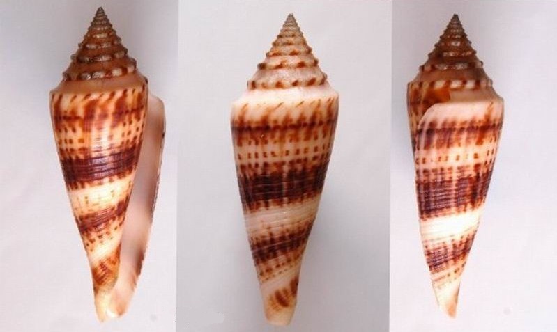 Conasprella (Fusiconus) ichinoseana (Kuroda, 1956)  12091104154014587710306868