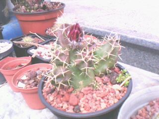 cactus non iden