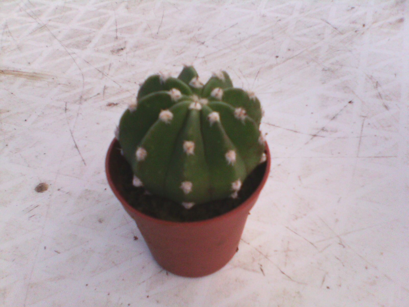 cactus gamme vert hyper u (4)
