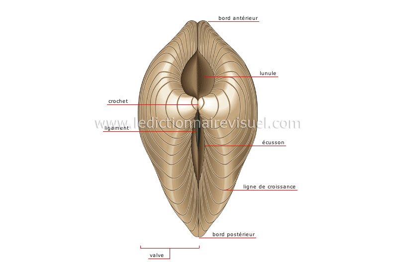 Meretrix meretrix (Linnaeus, 1758)  12091304134814587710313840