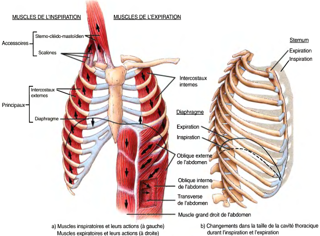 muscles respiratoire