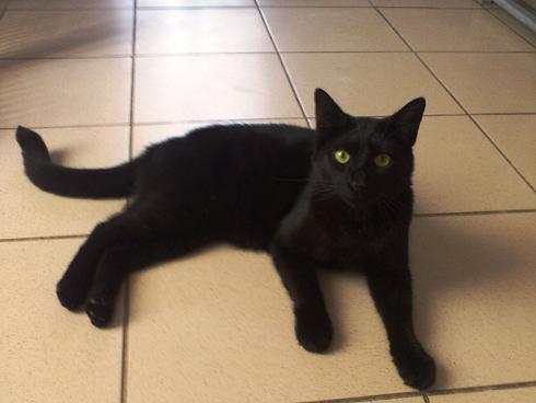 Gandhi, doux et magnifique chat noir, Aidofélins Maisons-Laffitte (78) 12092412593513307010355151