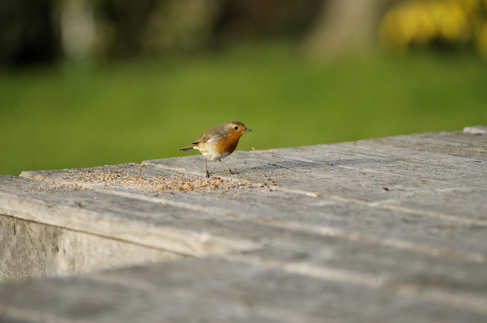 rouge gorge ou mésange ? 12100306462510253910391946