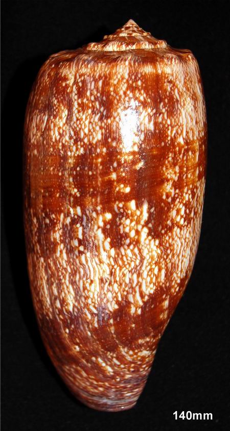 Conus (Gastridium) geographus   Linnaeus, 1758 - Page 4 12100609015114587710404178