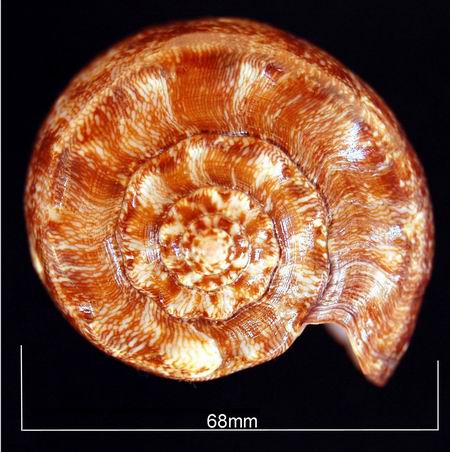 Conus (Gastridium) geographus   Linnaeus, 1758 - Page 4 12100609015614587710404180
