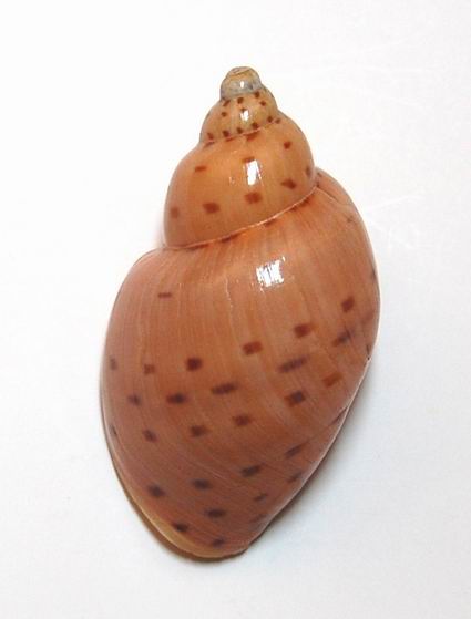 Volutidae Scaphellinae Ampulla priamus (Gmelin, 1791)  12100804061314587710411187