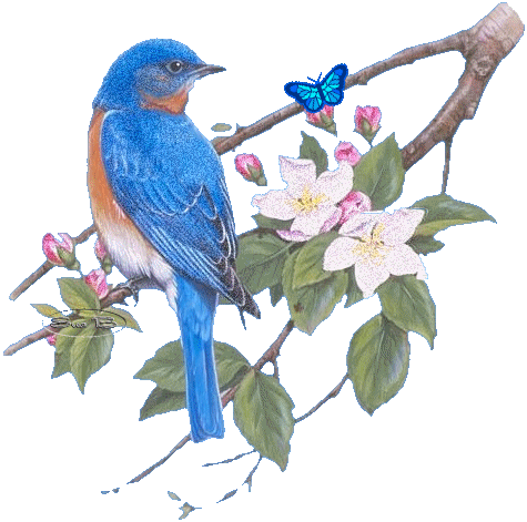 oiseau bleupap àgauche