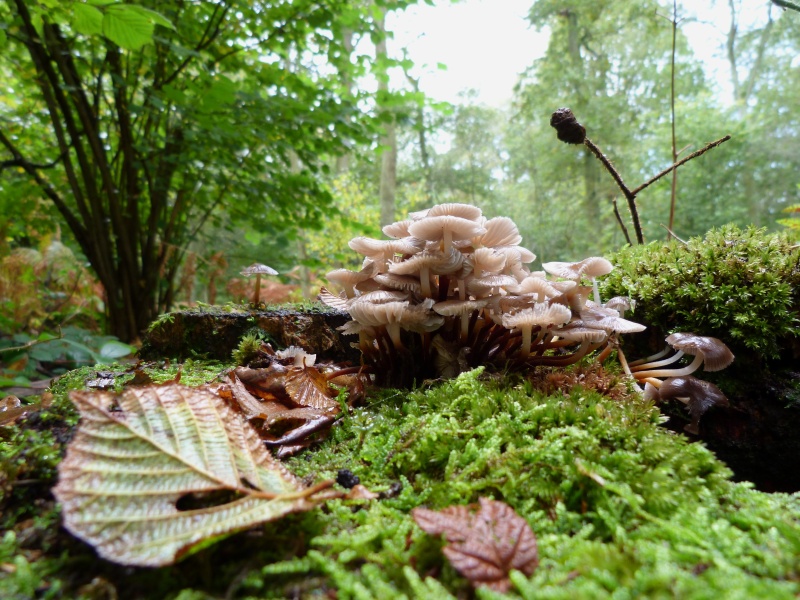 Champignons en vrac depuis 2010.... - Page 3 1210160451249724410441276